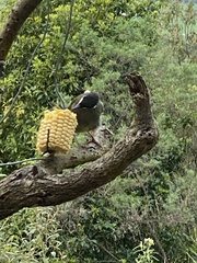 Meliphaga lewinii