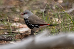 Stagonopleura guttata