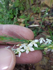 Struthiola