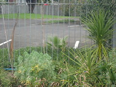 Arecaceae