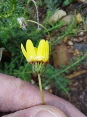 Ursinia
