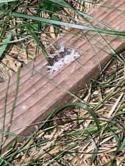 Ecliptopera silaceata