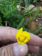 Ursinia