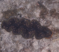 Tridacna crocea