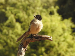 Cyanopica cooki