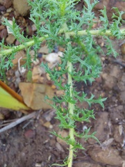 Ursinia