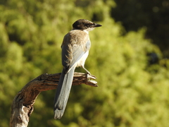 Cyanopica cooki