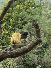 Meliphaga lewinii