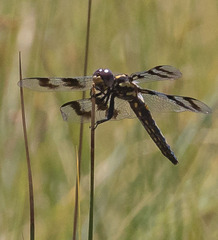 Plathemis subornata