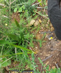 Ursinia