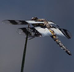 Plathemis subornata