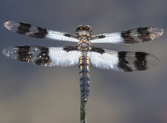 Plathemis subornata