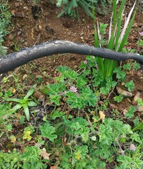 Pelargonium capitatum
