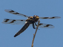 Plathemis subornata
