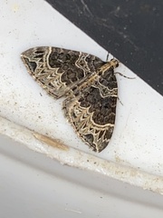 Ecliptopera silaceata