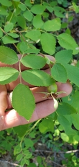 Rosa nutkana