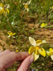 Cyanella alba flavescens