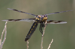 Plathemis subornata
