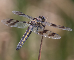 Plathemis subornata