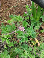 Pelargonium capitatum
