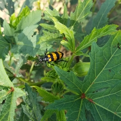 Hycleus biundulatus