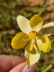 Cyanella alba flavescens