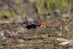 Stagonopleura guttata