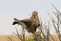 Buteo rufinus