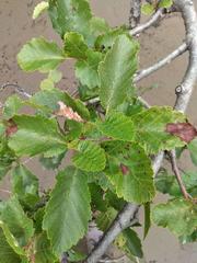 Alnus incana tenuifolia