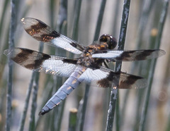 Plathemis subornata
