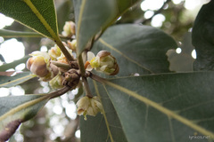 Laurus novocanariensis