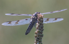 Plathemis subornata
