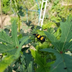 Hycleus biundulatus