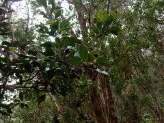 Laurus novocanariensis