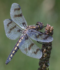 Plathemis subornata