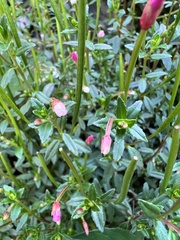 Epilobium hohuanense