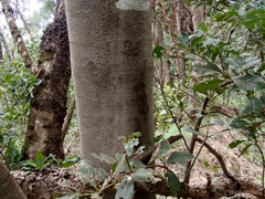 Laurus novocanariensis