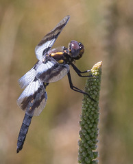 Plathemis subornata