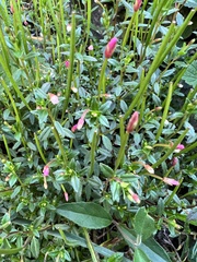 Epilobium hohuanense