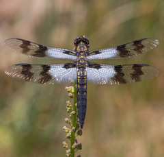Plathemis subornata