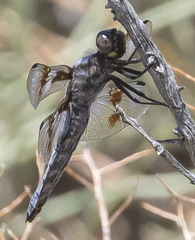 Libellula forensis