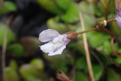 Magnoliopsida