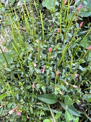 Epilobium hohuanense