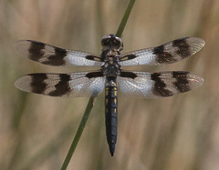 Plathemis subornata