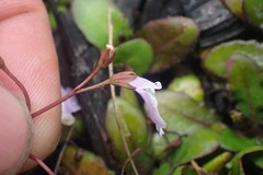 Magnoliopsida