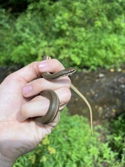 Regina septemvittata