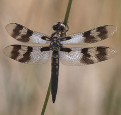 Plathemis subornata