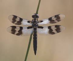 Plathemis subornata