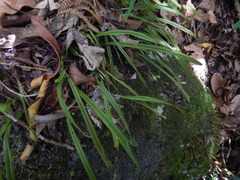 Stichorkis distichis