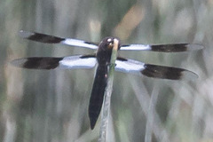 Plathemis subornata